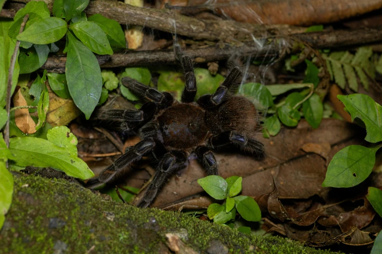 a black tarapla sits on the leaves and twigs