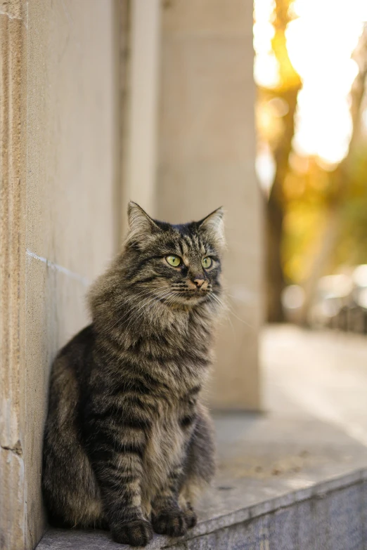 a cat is sitting by a ledge, near the wall