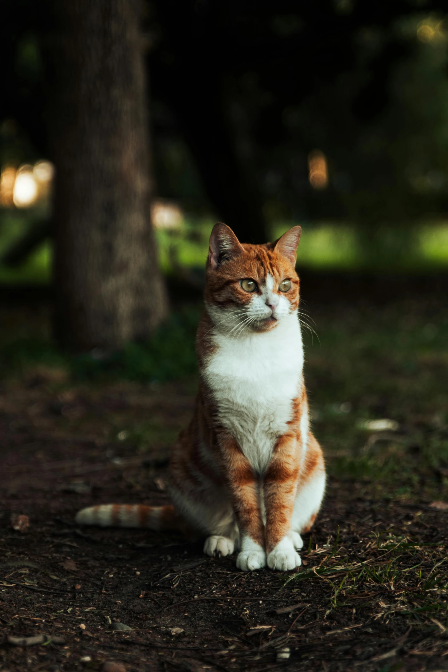 a cat sitting in the shade in front of a tree