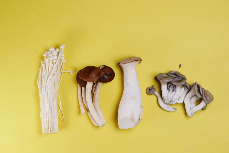 some mushrooms and mushrooms are sitting on a yellow background