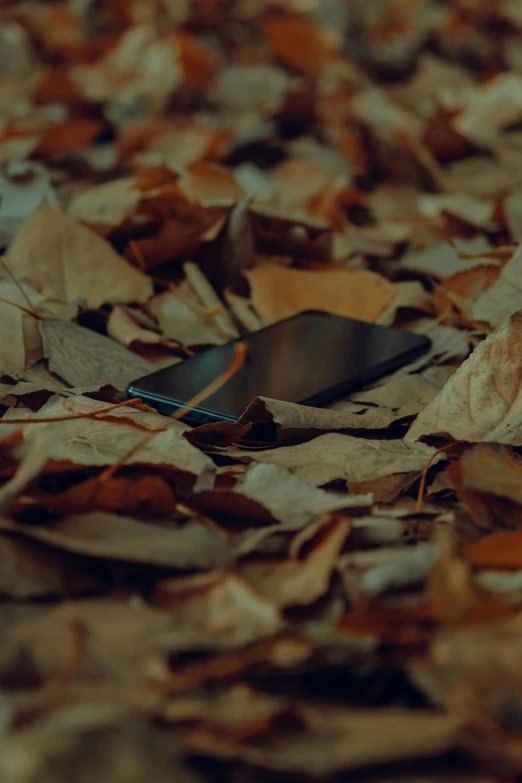 a cellphone laying in the middle of leaves