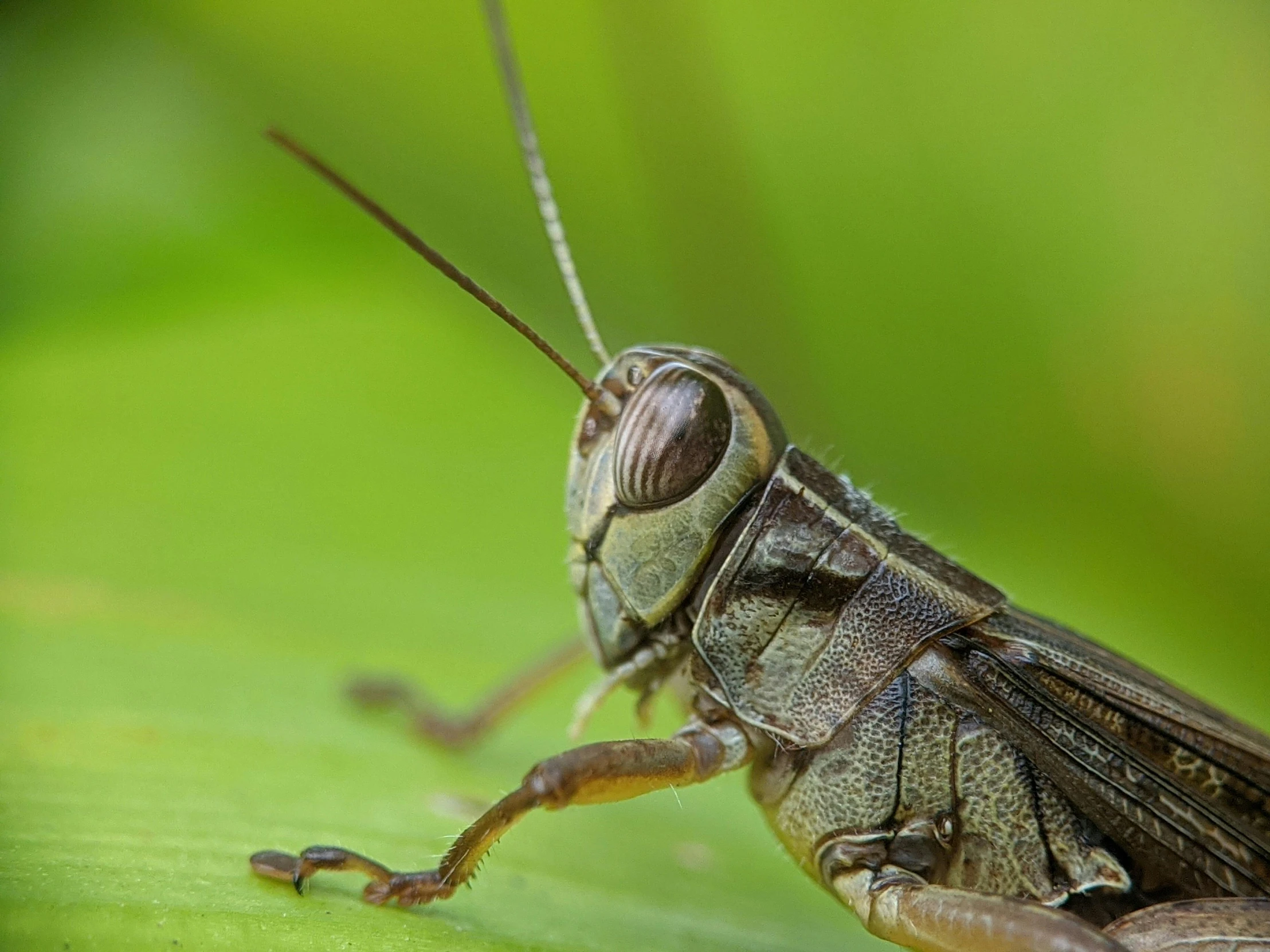 a close up of a green insect on a leaf