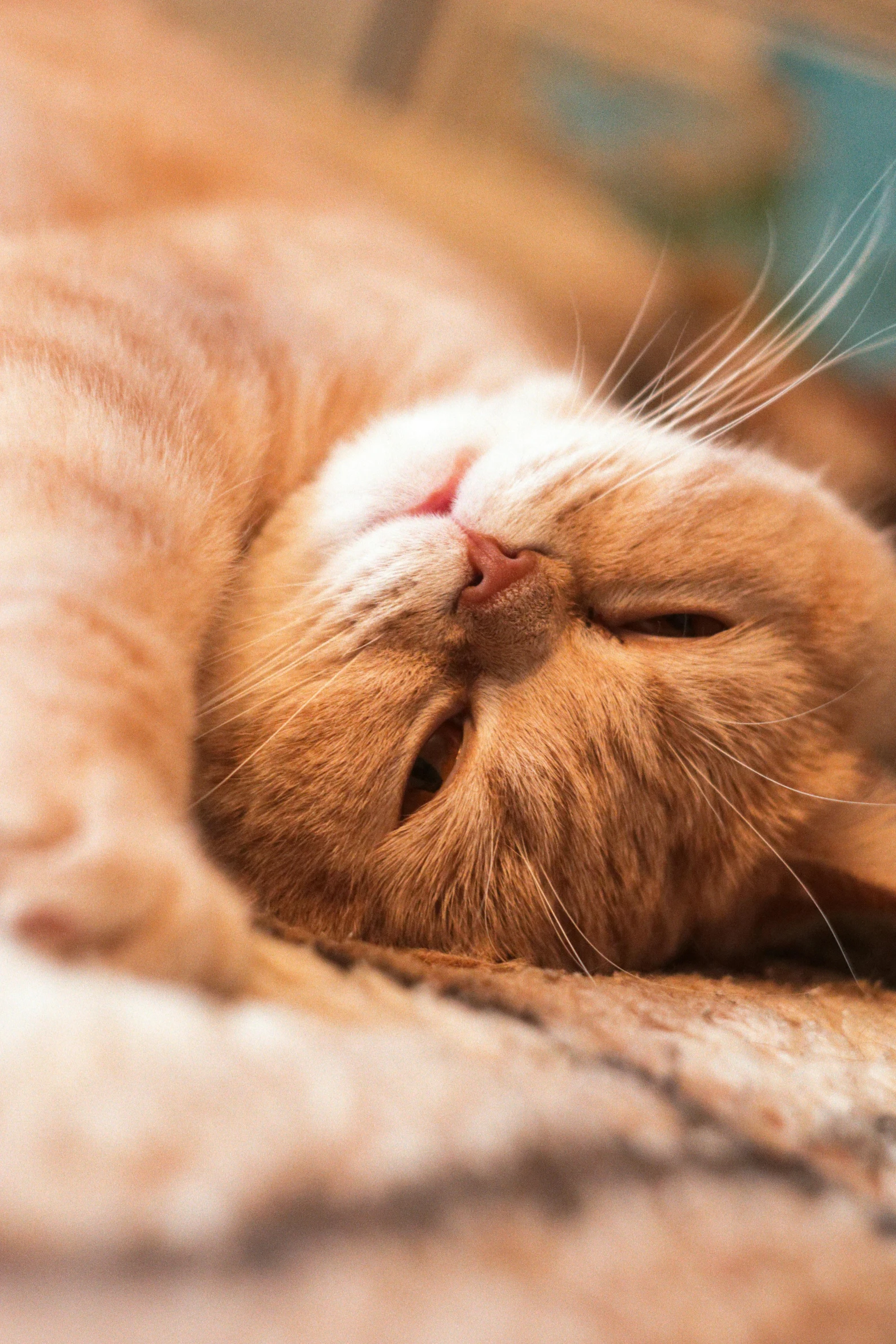 an orange cat curled up on the floor sleeping