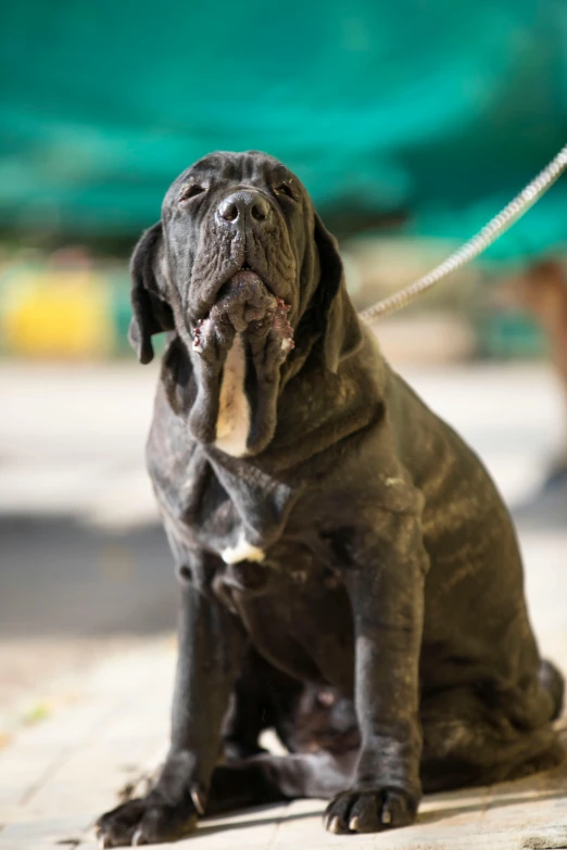 a large black dog sits down on the ground