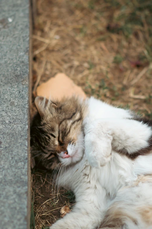 a cat naps on the ground with its eyes closed