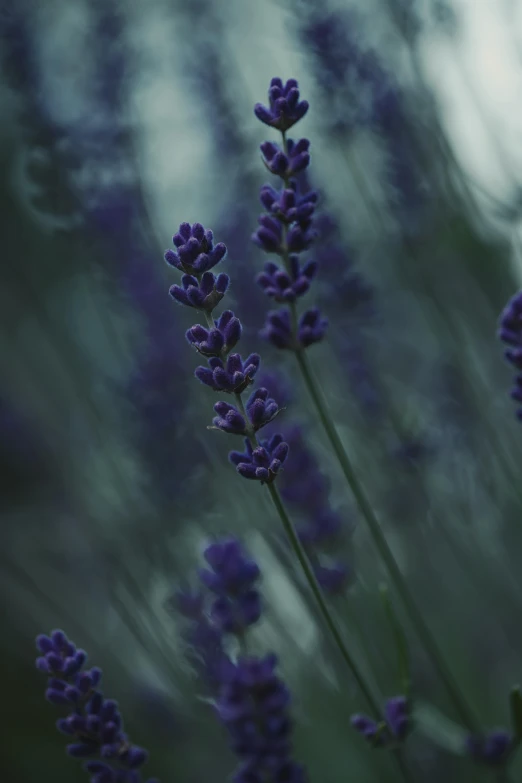 the purple flowers are blooming in the field