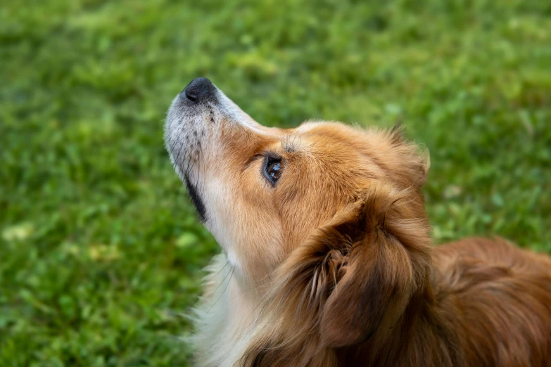 a small brown dog on grass staring up