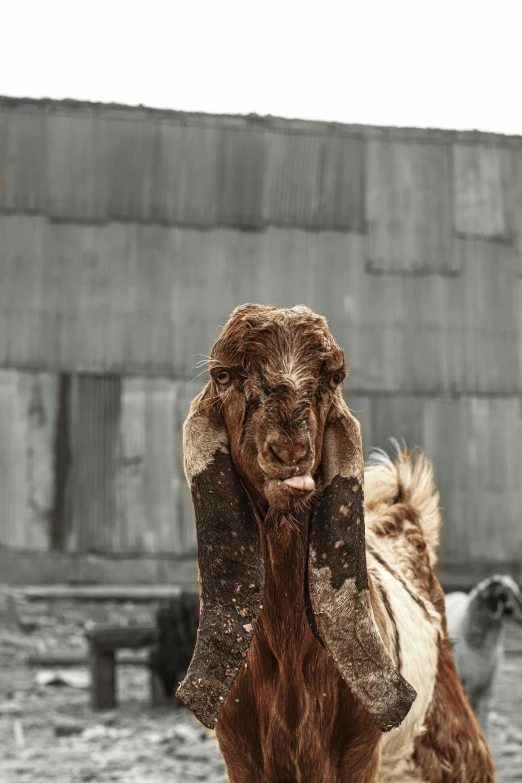 brown and white animal standing in the mud covering it's eyes