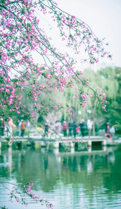 a pink tree in the water and a wooden bridge