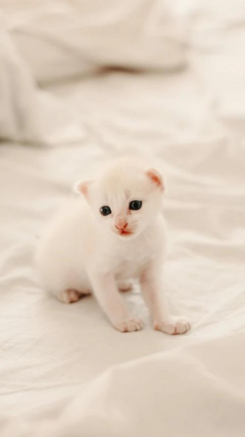 a little white cat standing on a white bedspread