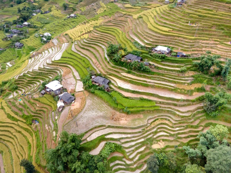 an aerial view of the terraced rice fields