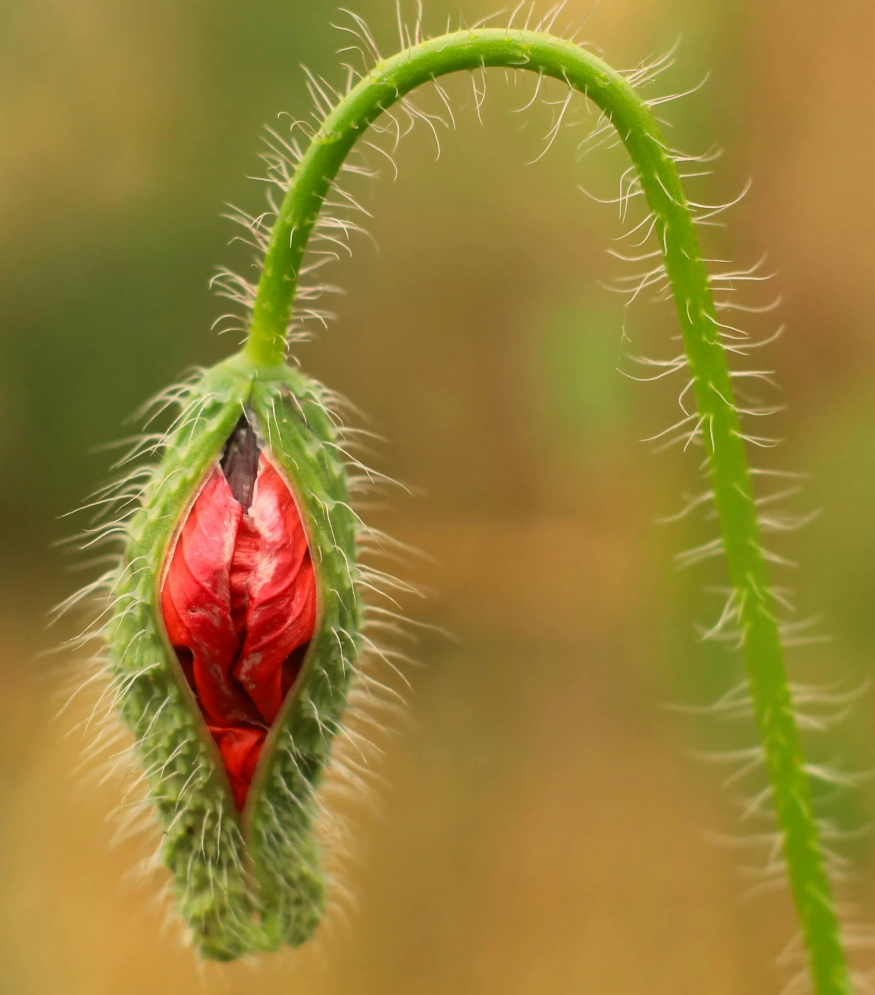 a green plant with leaves has red petals