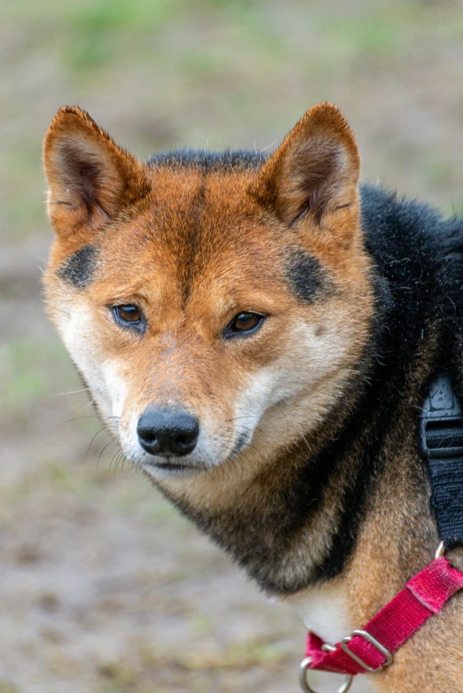 closeup of a brown dog's face on a leash