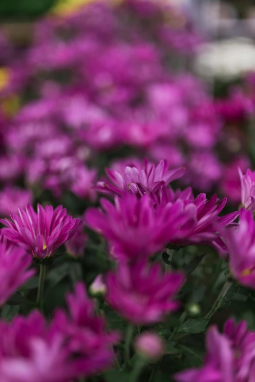 closeup of a field of purple flowers