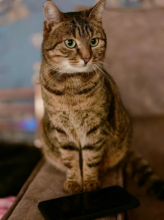 a cat sitting on top of a chair next to a remote