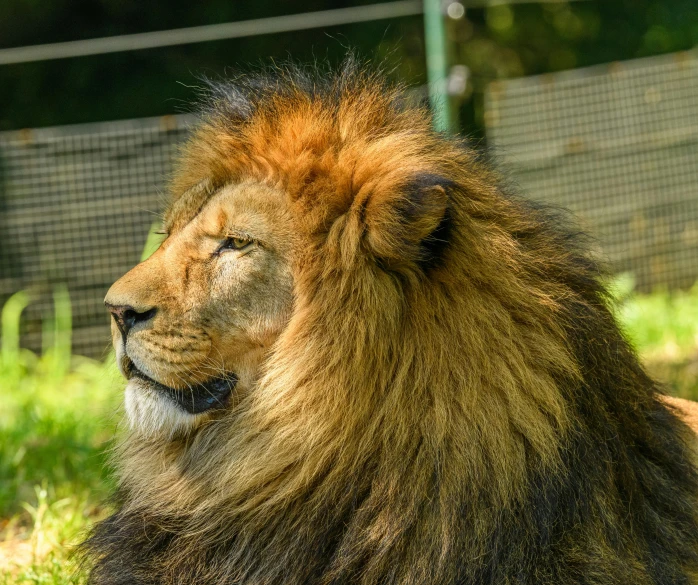 there is a lion sitting on the grass