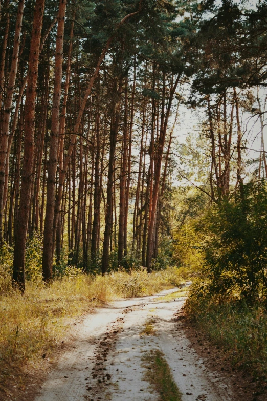 a road running through a forest near many tall trees