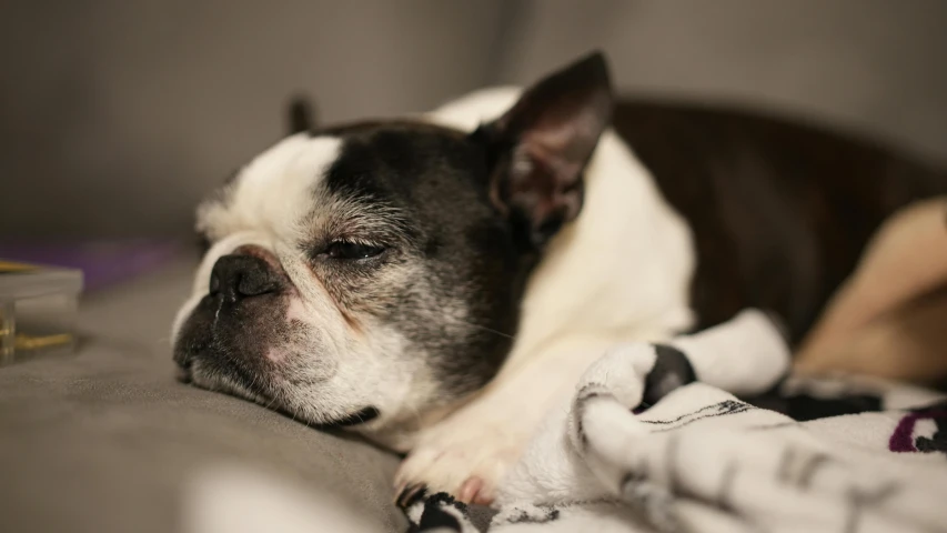 dog laying on couch, with head resting on blanket