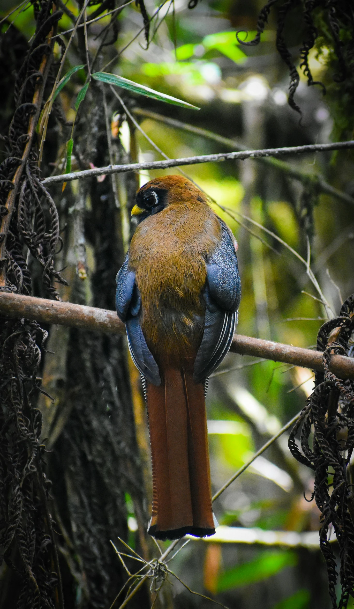 a colorful bird sitting on a nch in a tree