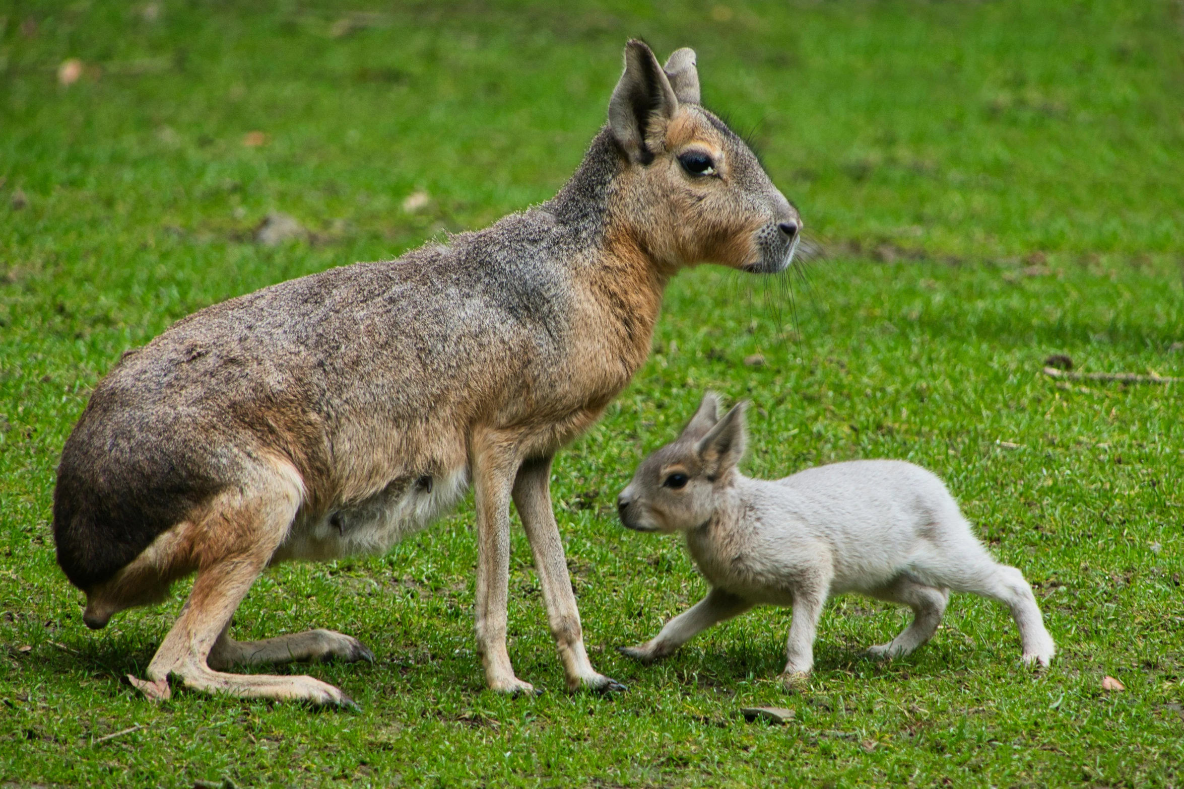 a mother kangaroo standing next to her young