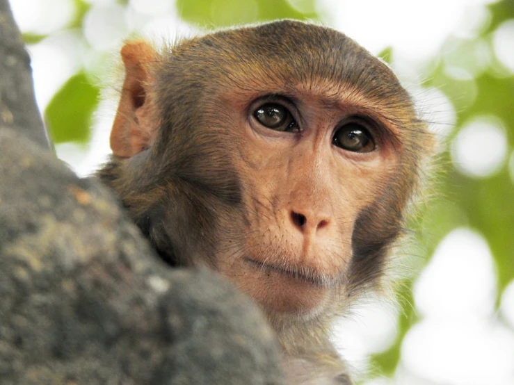 a little monkey staring at soing while standing on a tree