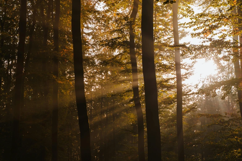 sunlight rays shining through trees in the woods