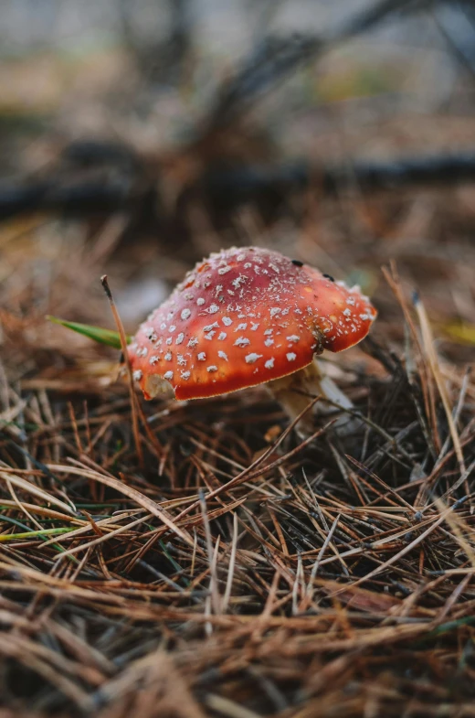 a small orange toad sitting in the grass