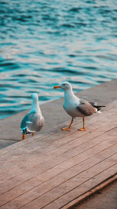 seagulls walk on the dock next to a body of water