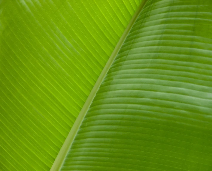 a large green leaf with thin ridges