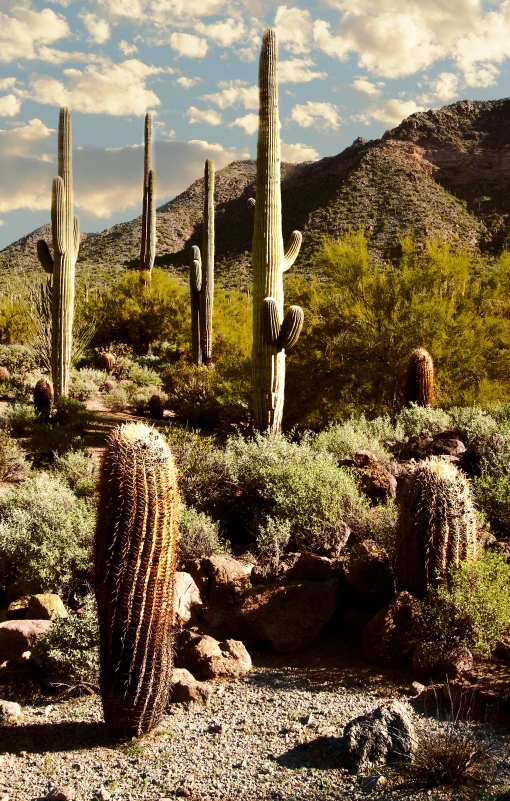 cactus trees in the distance near mountains under cloudy skies