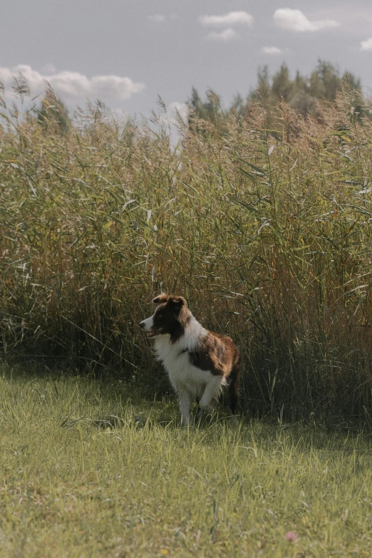 a small dog in a field standing