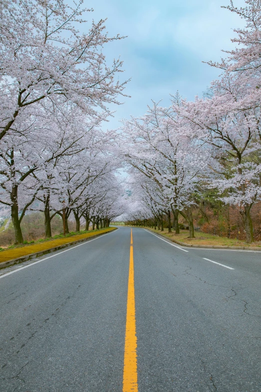 a tree lined road going through a park