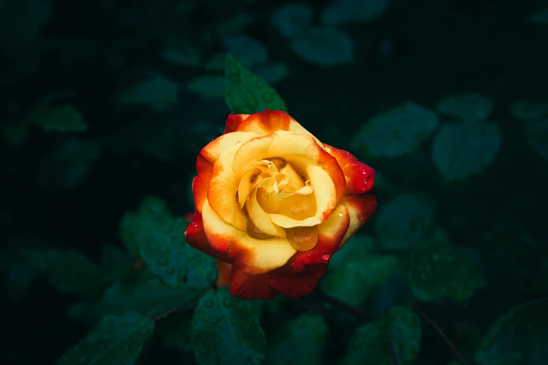 a yellow and red rose on top of leaves