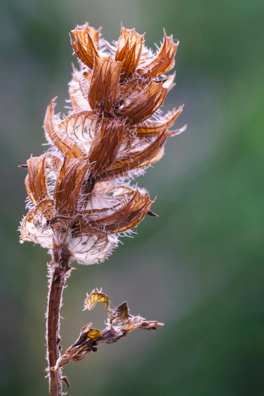 a dandelion plant with a few tiny seeds