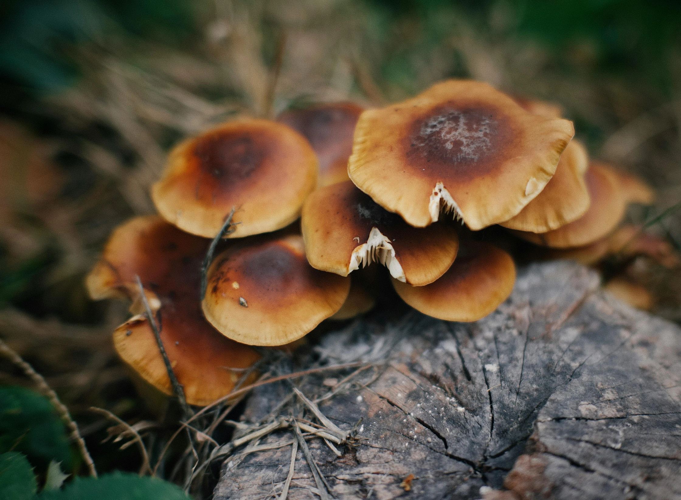 a cluster of mushrooms sitting on top of a stump