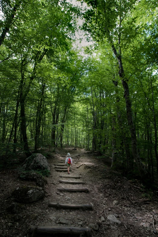 this is a picture of a person walking on a trail