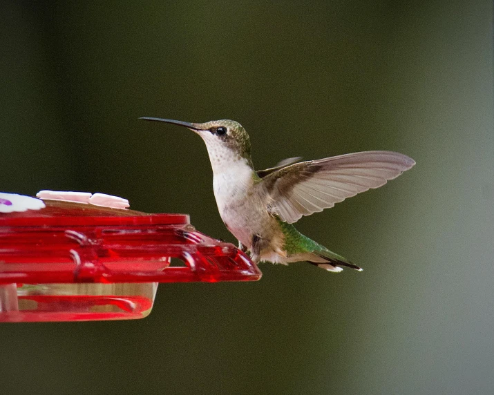 hummingbird eating from a feeder with other hummingbirds