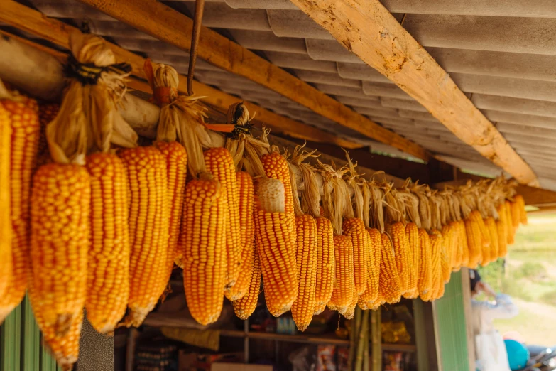 many hanging corn stalks in a store