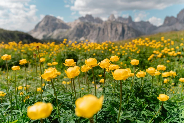 several yellow flowers in a large field of grass