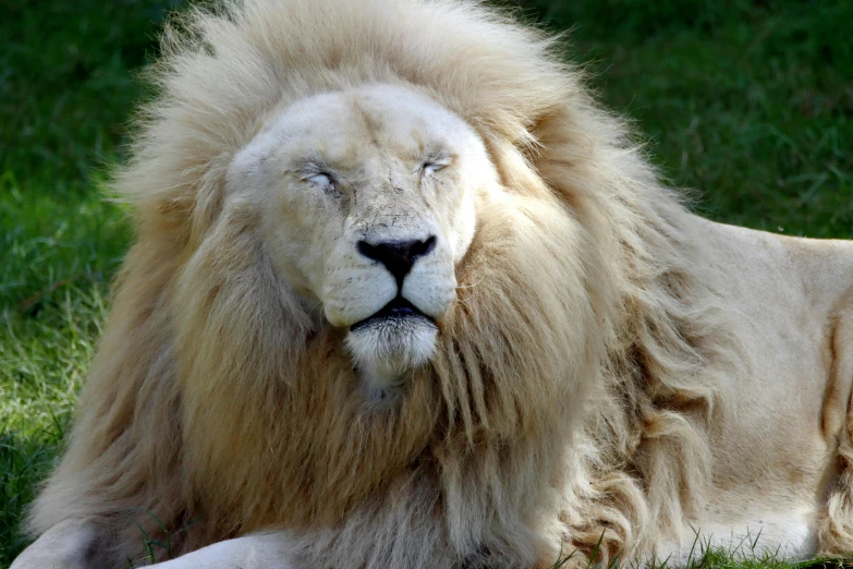 a lion sits down in the grass with its eyes closed