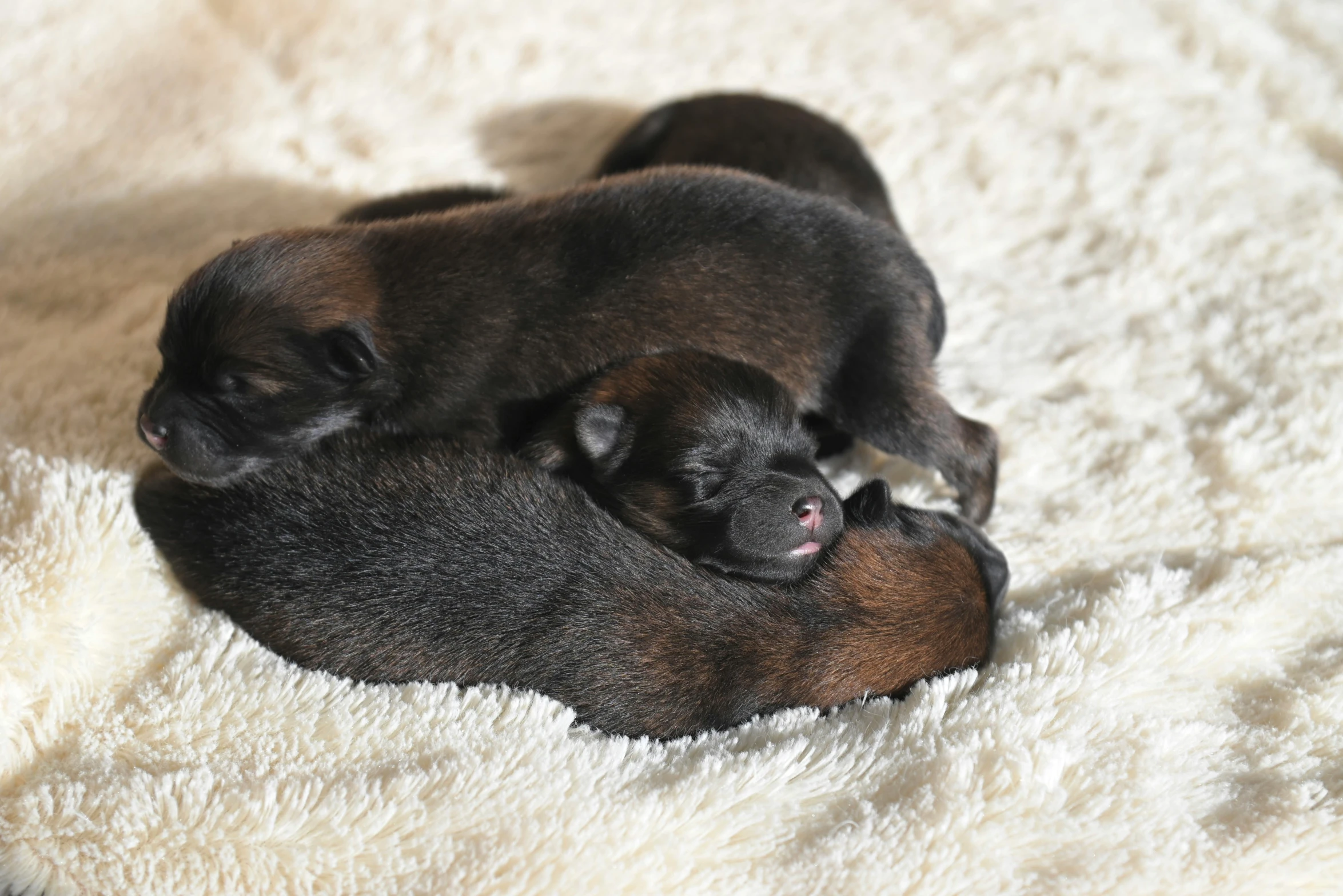 a small black dog and puppy curled up together