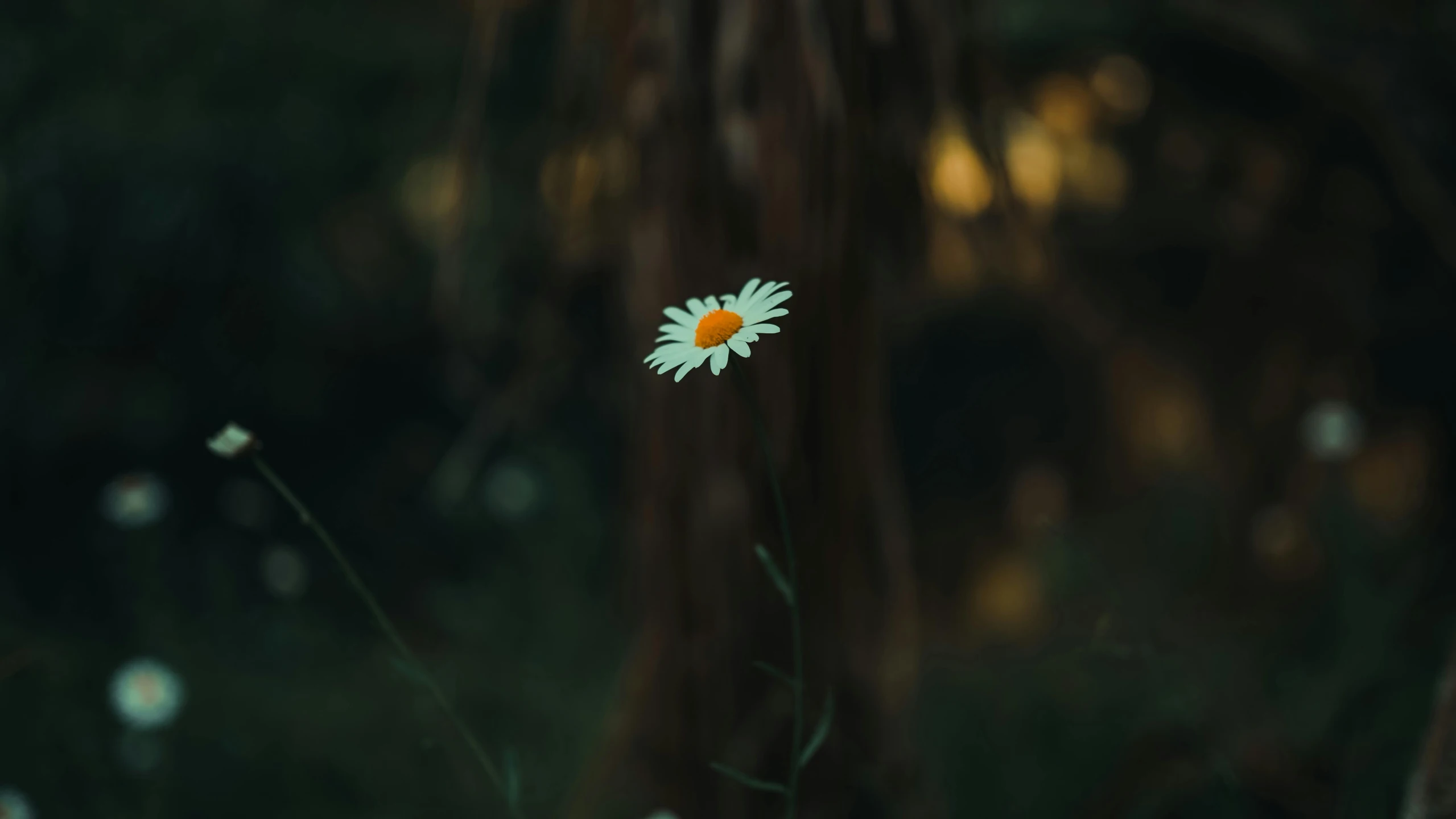 a single daisy with a blurry background is being viewed