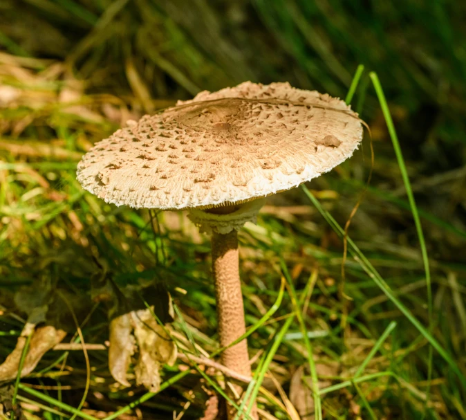 a mushroom standing alone in a forest