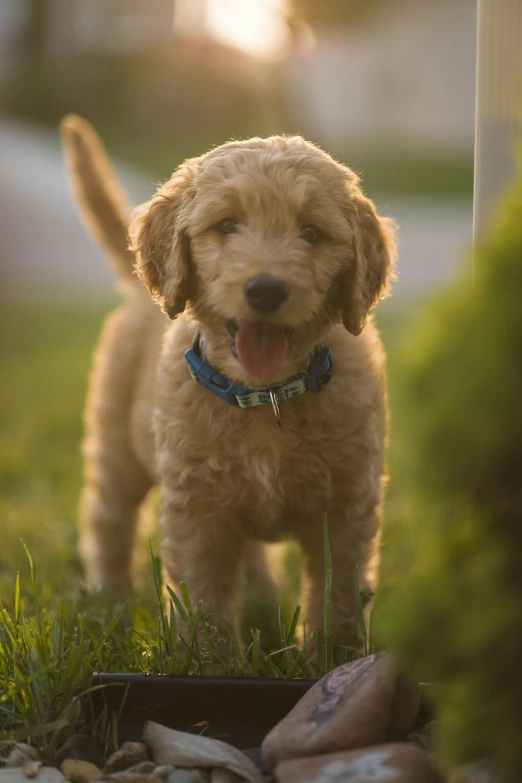 a puppy standing on top of a grass covered field