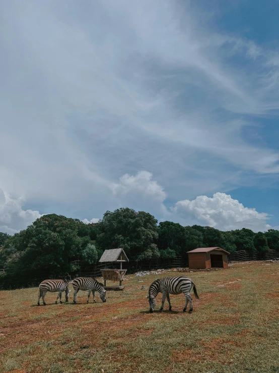 group of zes grazing on grass with sky in the background