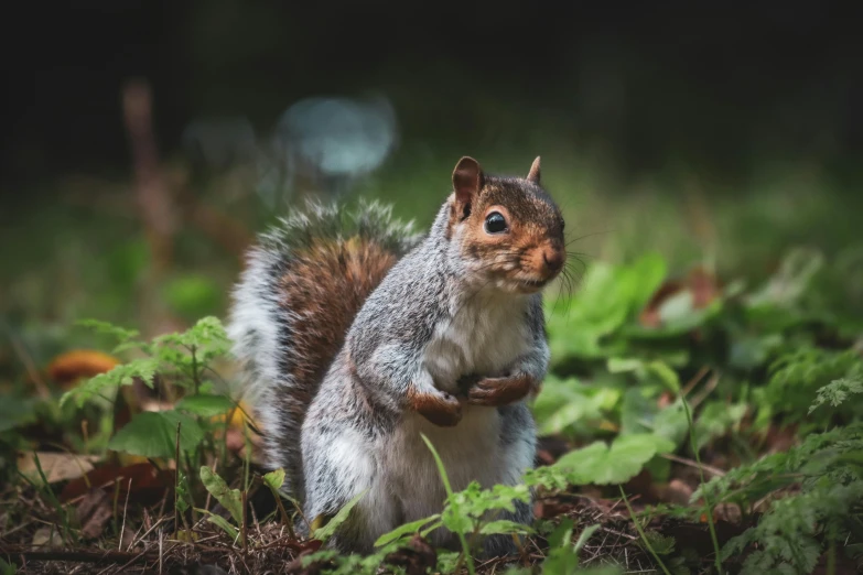 a small squirrel eating on leaves in the forest