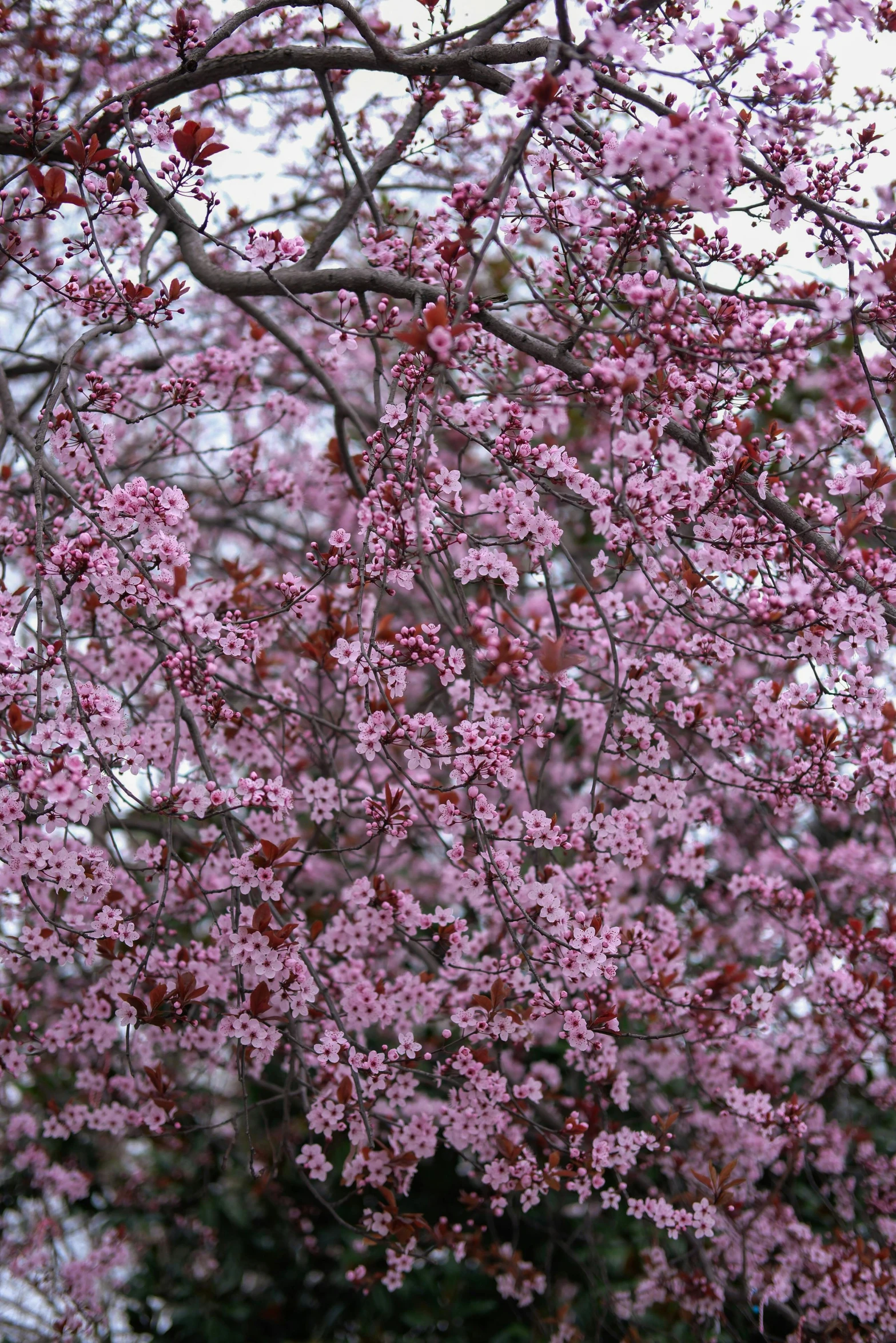 a large tree in full bloom is shown with a light gray sky