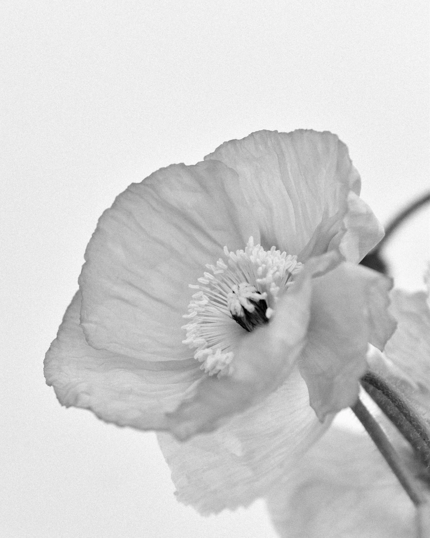 two flowers sitting in front of a white wall