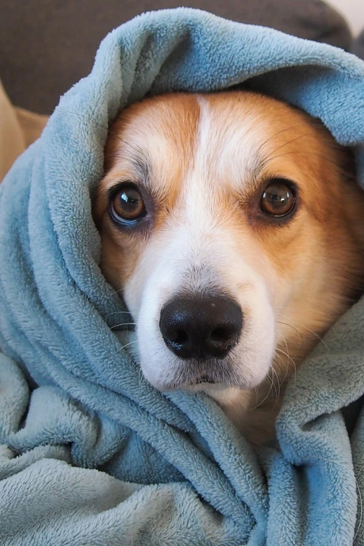 a dog is wrapped up under a blanket