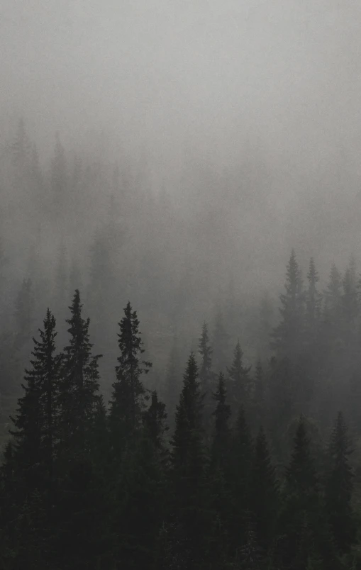 a bird perched in the middle of a forest